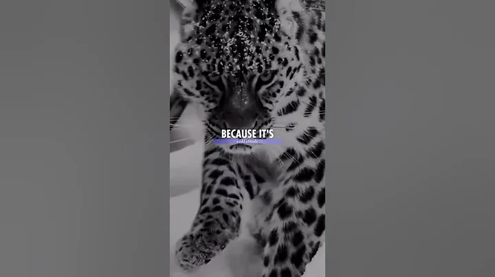 Sigma rule 😎🔥~ Attitude status 😈 | WhatsApp status | Attitude quotes #shorts #quotes #attitude