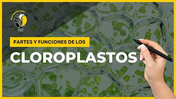 ¿Cuál es la función que cumplen los cloroplastos?