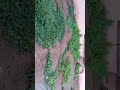 سلام حبابي سلام حبابي