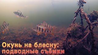 Окунь на блесну. Подводные съёмки