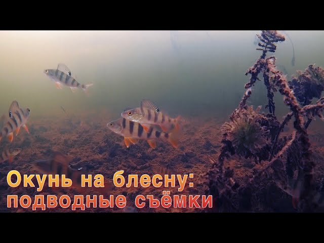 Окунь на блесну. Подводные съёмки