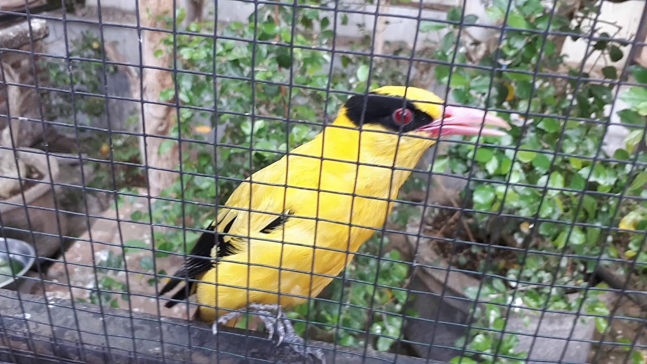 Kicauan Burung sekandang dipagi hari. 