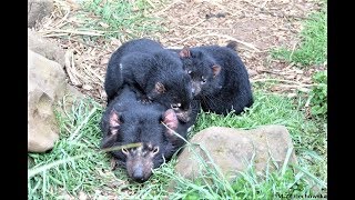 Tasmanian devils sleep with their mum