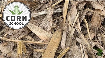 Corn School: Will tar spot spell trouble in 2023?