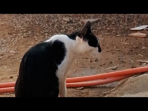 Assistir minha gatinha Mel