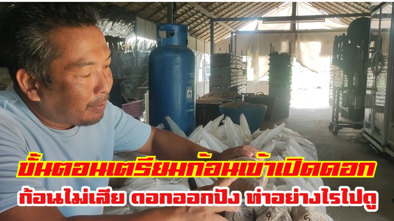 ขั้นตอนการเตรียม #ก้อนเห็ดนางฟ้า เข้าเปิดดอกอย่างถูกวิธี เห็ดออกดี ก้อนไม่เสีย ทำอย่างไรไปดู