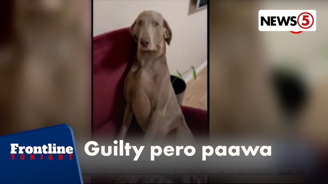 2 aso na tila guilty sa pagkakalat sa bahay, kinaaliwan online