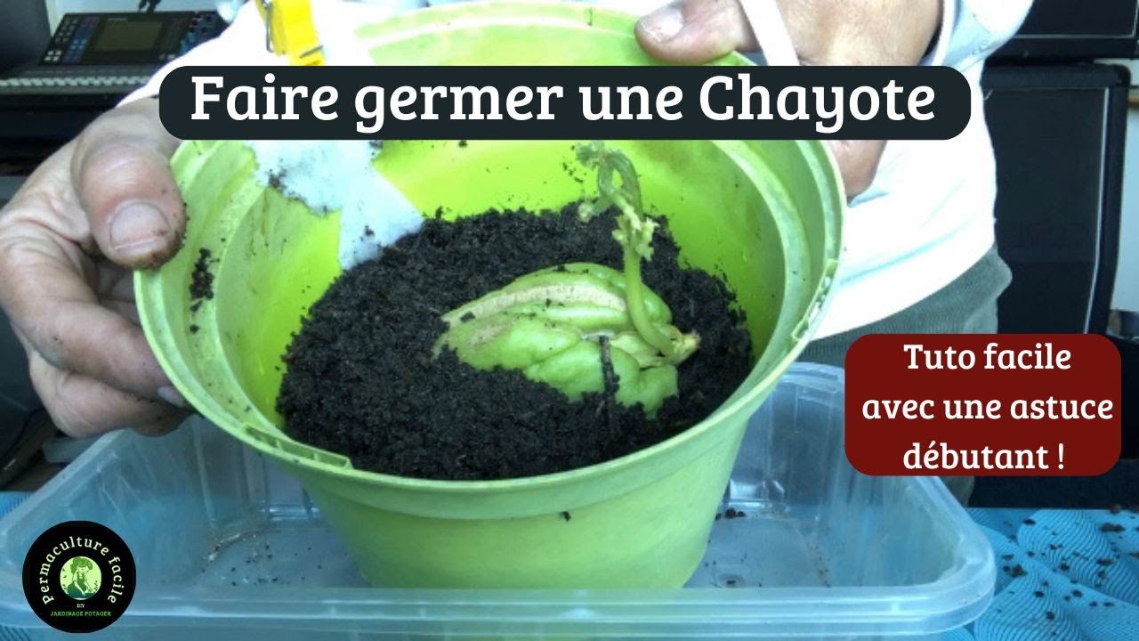comment faire germer une noix
