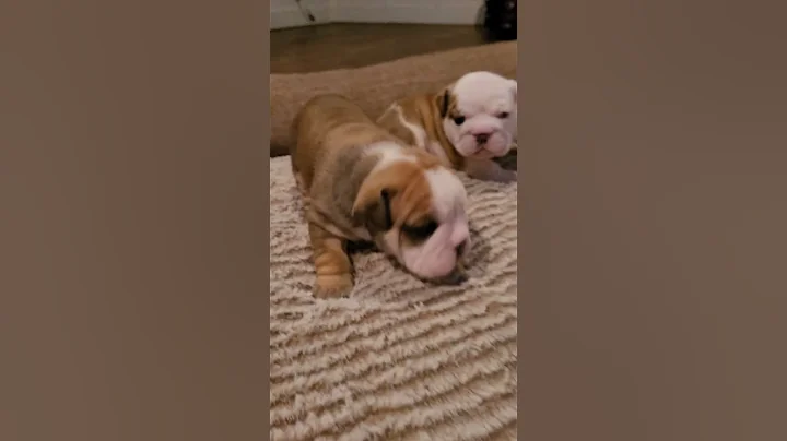 Puppies  Marcia and Jan from 11/21/22 litter