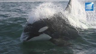Species in the Spotlight: Southern Resident Killer Whale Recovery