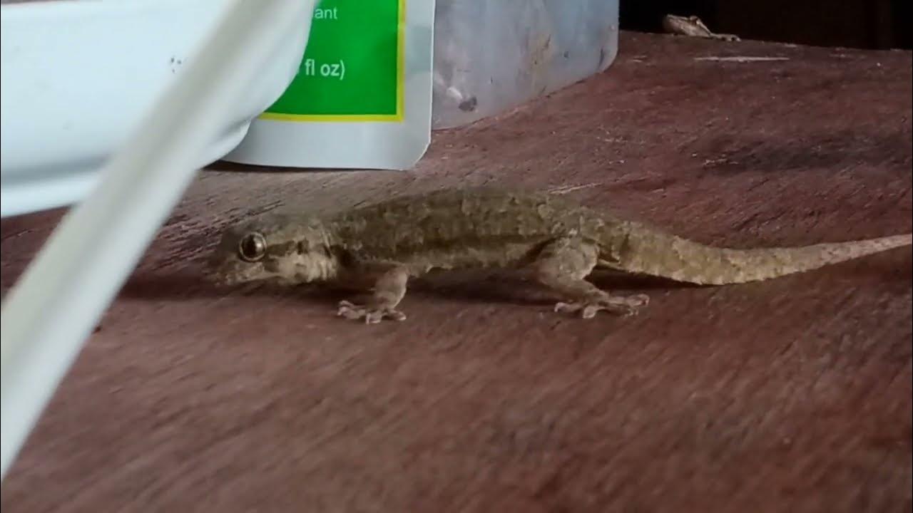 hungry house lizards scrambling each other to get cooked rice to eat YouTube