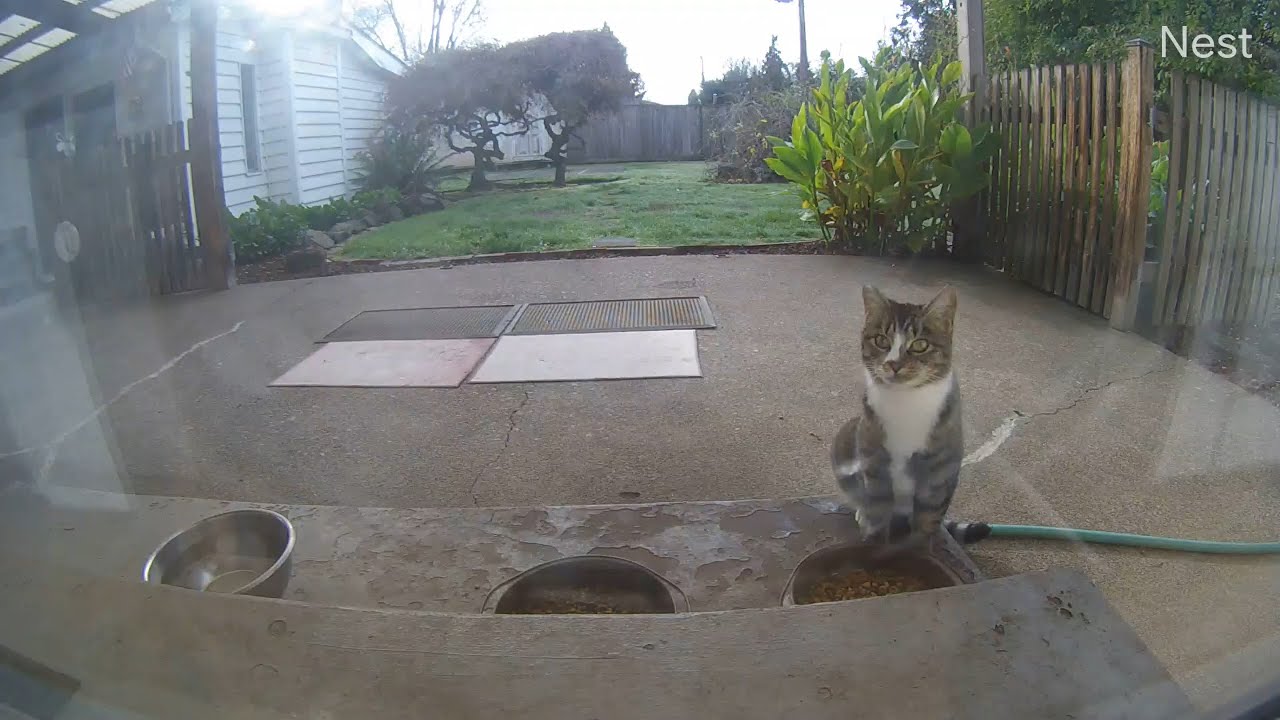 Hello stray cat Boots, nice to see you again! (mMc 2765)