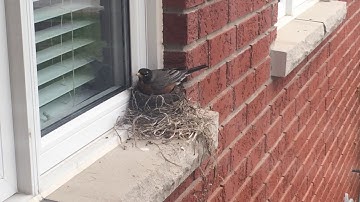 Robin Making Finishing Touches On The Nest Part 1