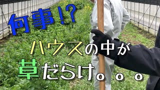 【農業】何事！？草だらけのハウスをきれいにする