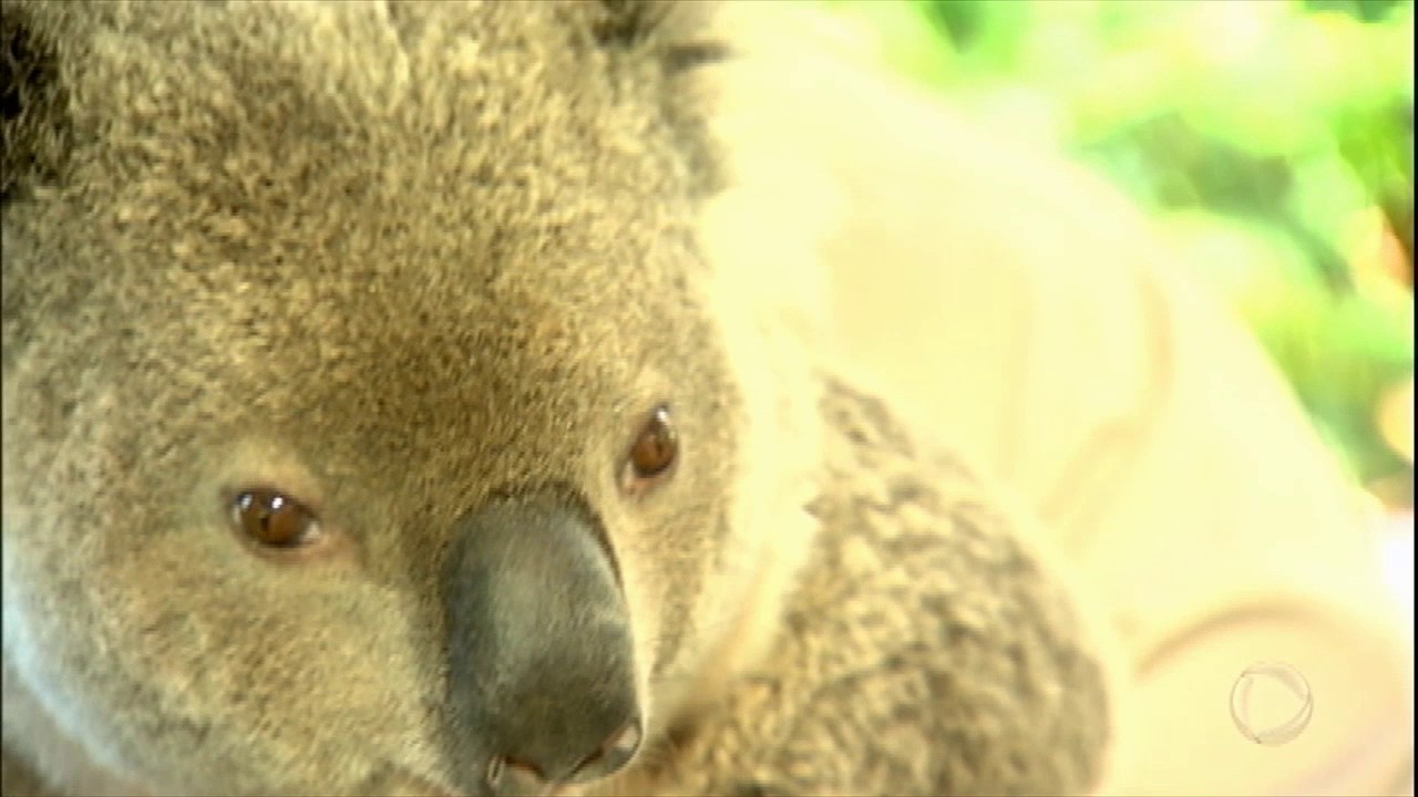Overdose de fofura: repórter ganha beijo de coala
