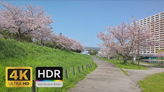 Ojima Komatsugawa Park with Over 1000 Sakura Cherry Blossom Trees in Tokyo - 4K HDR