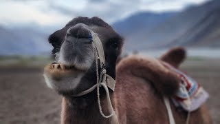 Client,s Reviews on Ladakh Landscape Tour with us #himalaya_birding_tours|| Ladakh tours || Nubra 😍🐫