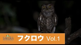 フクロウ Vol.1 Owls【コスタリカ】