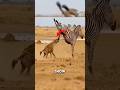 I Bet You’ve Never Seen These Animals #animalfacts #wildlife