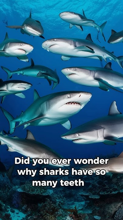 Why Sharks Have So Many Teeth #generalknowledge #facts #shark - YouTube