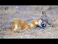 16 Amazing Fox Species