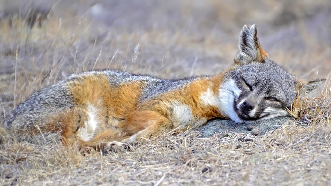 16 Amazing Fox Species Youtube
