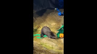 Sea Otters Snacking