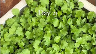 How to Grow Coriander(Cilantro) at Home?