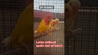Morning vibe💗 with lutino redhood opalin💛❤️ &family #birdslover #peachface #petslover #naturelovers