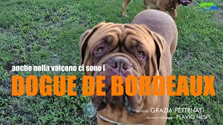 ANCHE NELLA VALCENO CI SONO I DOGUE DE BORDEAUX allevamento amatoriale di Francesco Bozzi