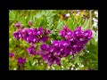 Polygala plante mdicinale