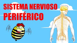 🧠⚡EL SISTEMA NERVIOSO PERIFÉRICO | ¿Cuáles son sus partes y cómo funciona?