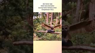 detik-detik burung hantu memangsa tikus || #shorts detik-detik burung hantu memangsa tikus || #shorts