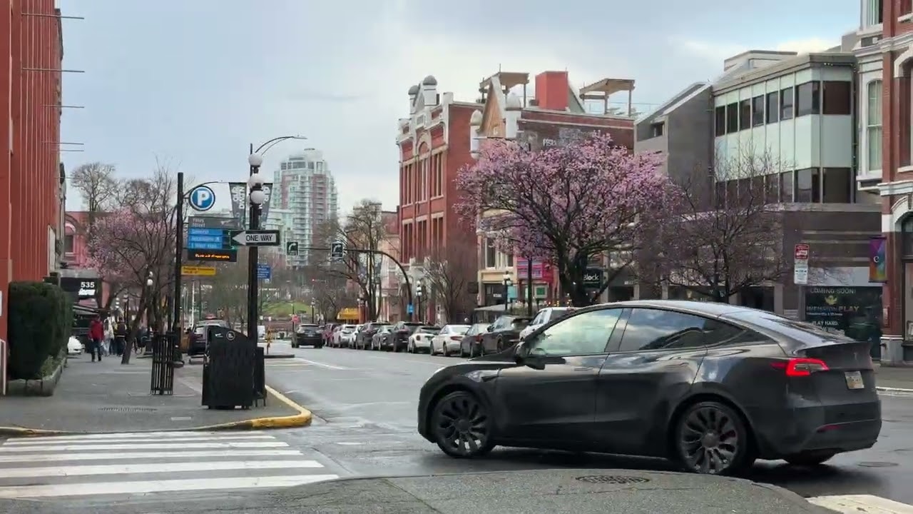 4K First Cherry Blossoms in Canada 2026 - Early February Spring in Victoria BC | 4K