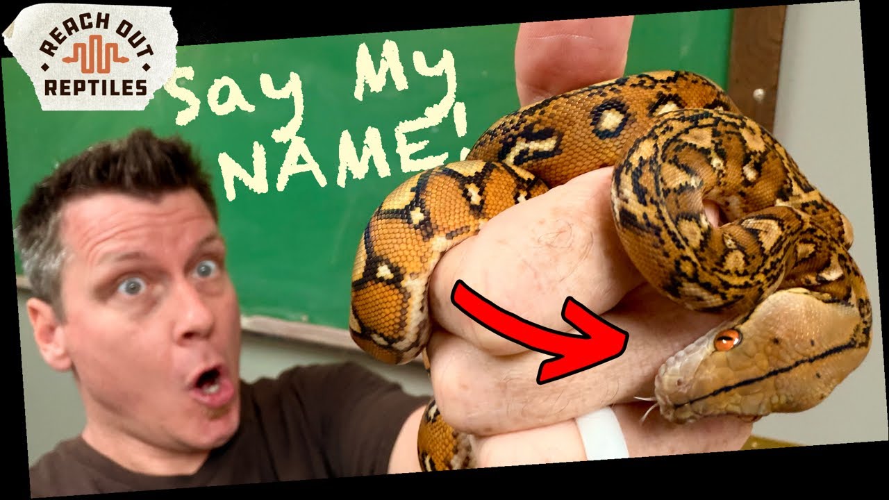 HELP Me Name All My Snakes | Part 2 LIVE