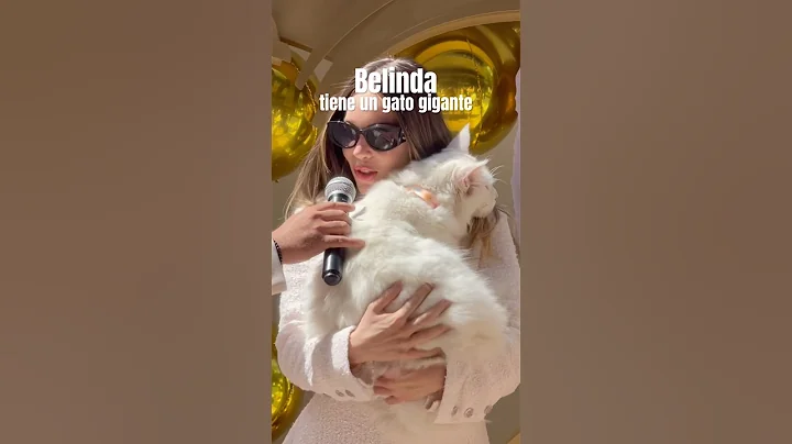 Video 10314261: gato maine coon