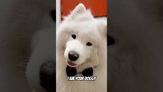 WOULD You PICK Up My ? #funny #cute #dog #shorts #samoyed