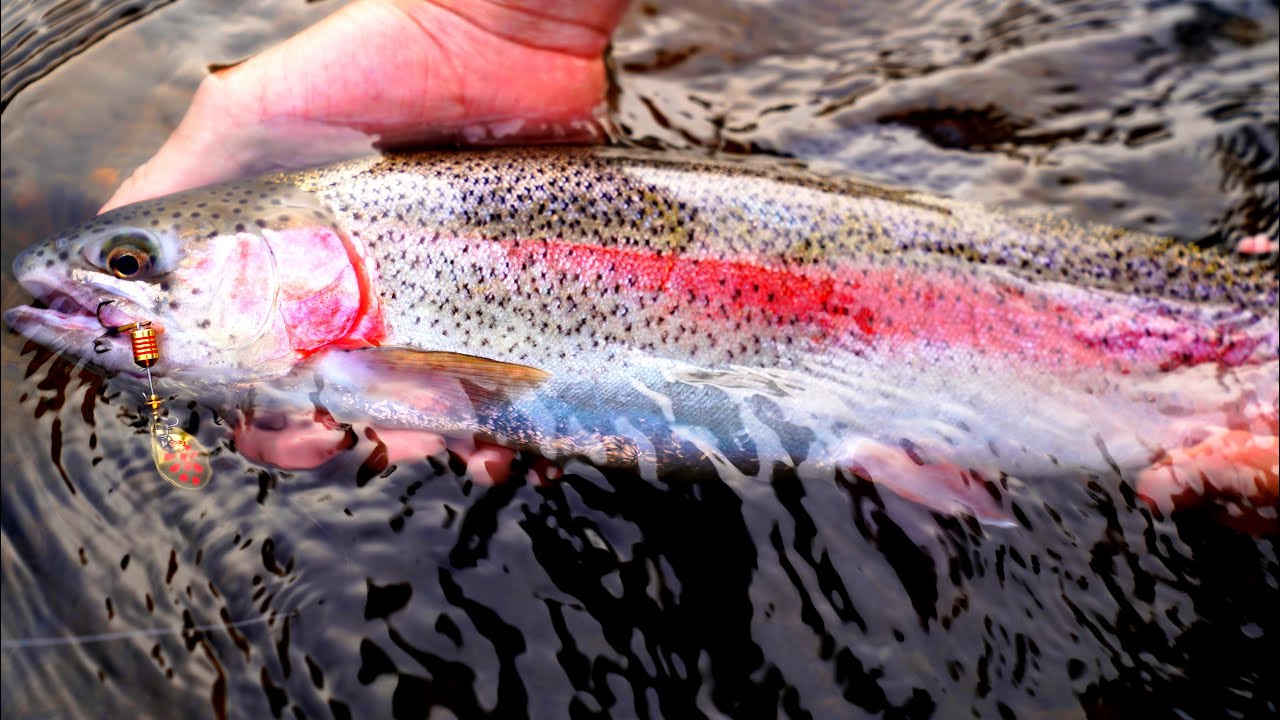TROUT FISHING with Spinner Lures 
