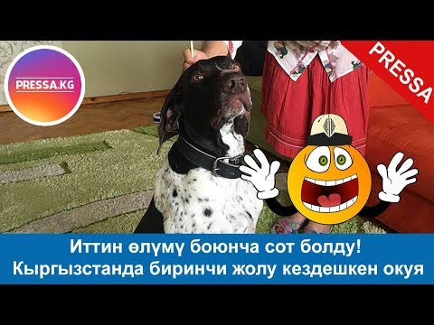 Video: Эмне үчүн иттин бурпасы бар?