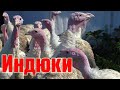 Индюки гуляют \\ Септик - снимаем опалубку