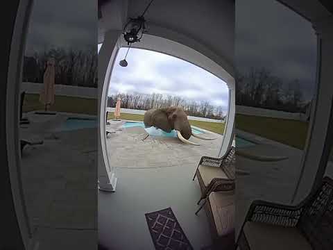 Fyp Prank Dogs Pets Ai Shorts Animals Shortvideo Viral Viralvideo