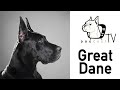 A német (dán) dog kutya fajta - DogCast TV S01E06