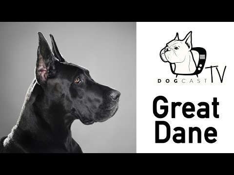 Videó: Kutyája Egészséges Súlyának Kiszámítása