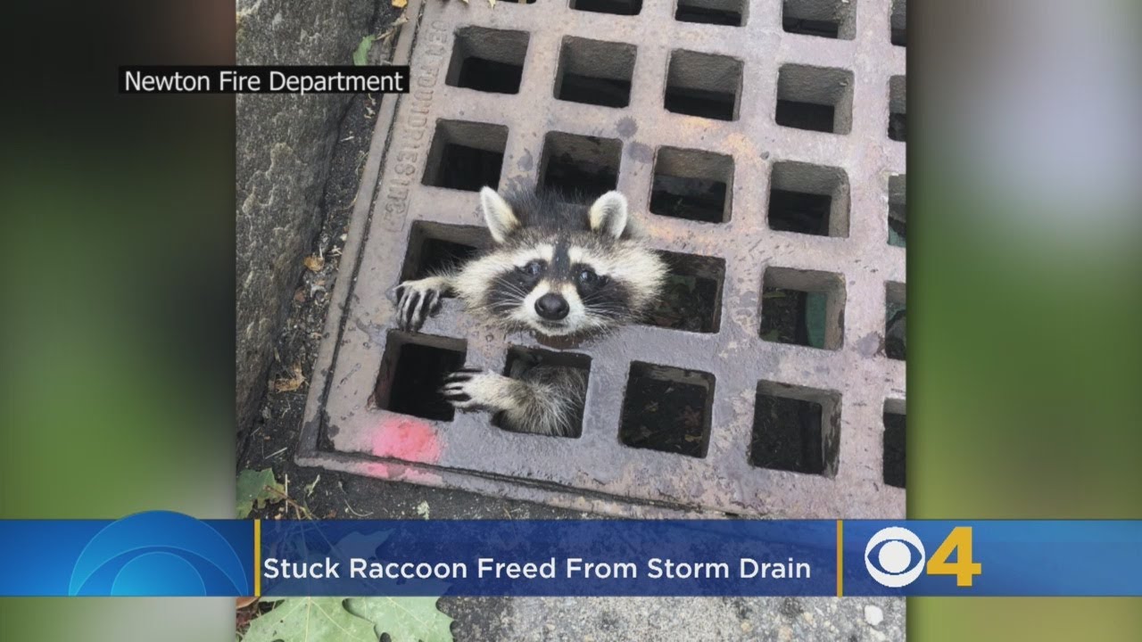 Stuck Raccoon Freed From Newton Storm Drain YouTube