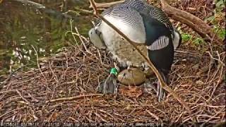 Loon Discovers Crushed Egg