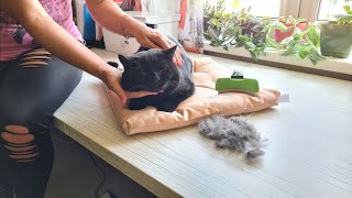 Grooming a british cat // Уход за британским котом по имени Марк! by Cat House 178 views 2 years ago 3 minutes, 50 seconds