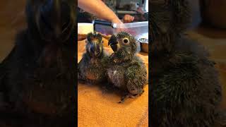 Two Baby Illigers Macaws' Synchronized Squawks