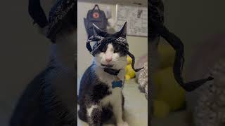 ✅️2 Paw ✅️2 Pawc shapurr ✅️Meowkaveli #tuxedocats #2pac #kitty