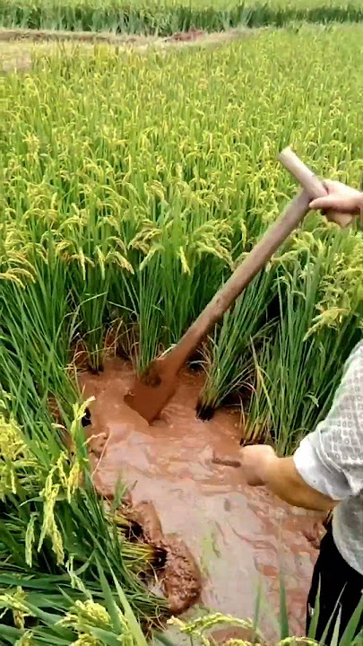 Drain the Rice Fields At The Stage Of Mature Help Increase Higher yields #satisfying #shortsvideo