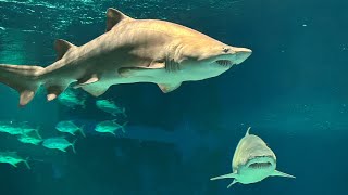 OdySea Aquarium 